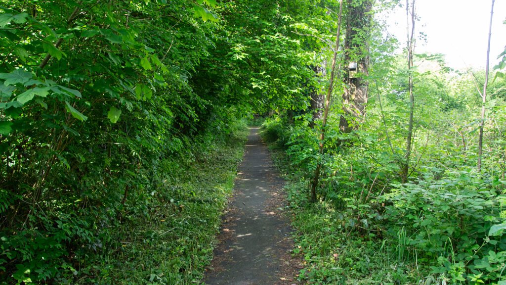 Path through woodlands at the Dolwen Field