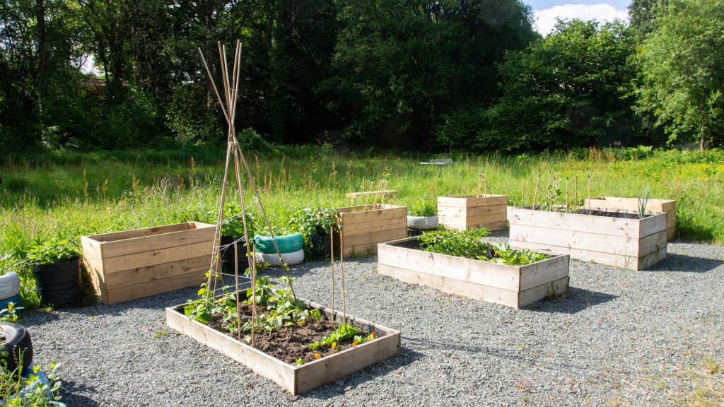 raised beds at the Dolwen Field