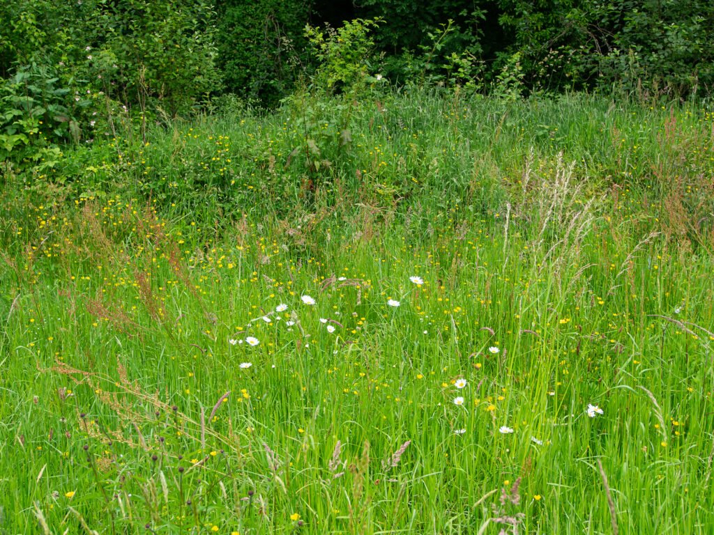 Meadow flowers, Dolwen Field